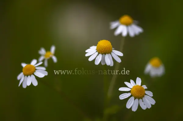 Fokus-Natur Bild
