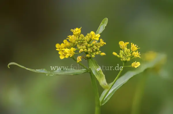 Fokus-Natur Bild