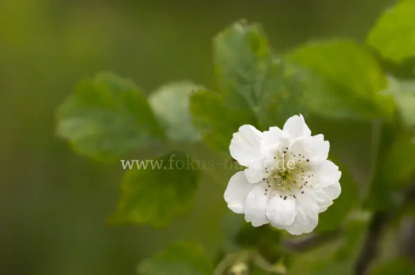 Fokus-Natur Bild
