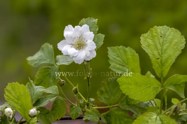 Fokus-Natur Bild