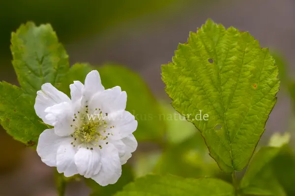 Fokus-Natur Bild