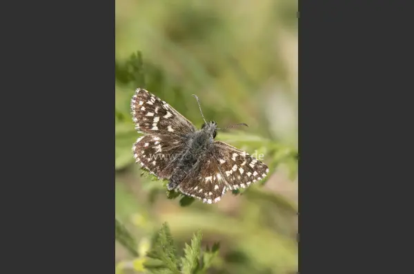 Fokus-Natur Bild