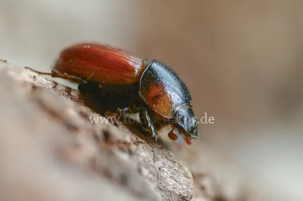 Fokus-Natur Bild