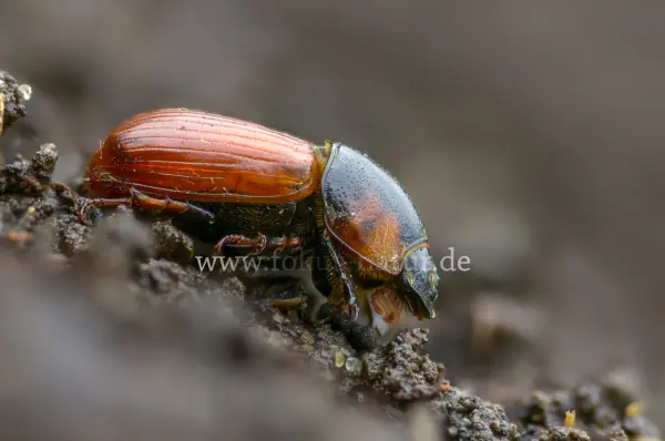 Fokus-Natur Bild