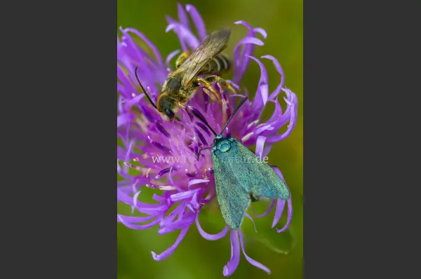 Fokus-Natur Bild