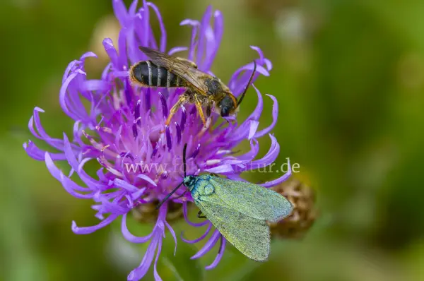 Fokus-Natur Bild