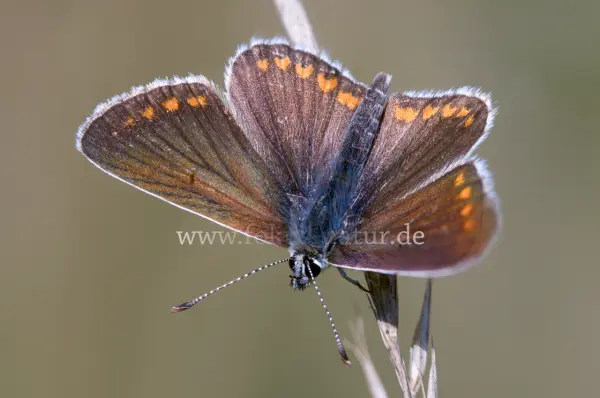 Fokus-Natur Bild