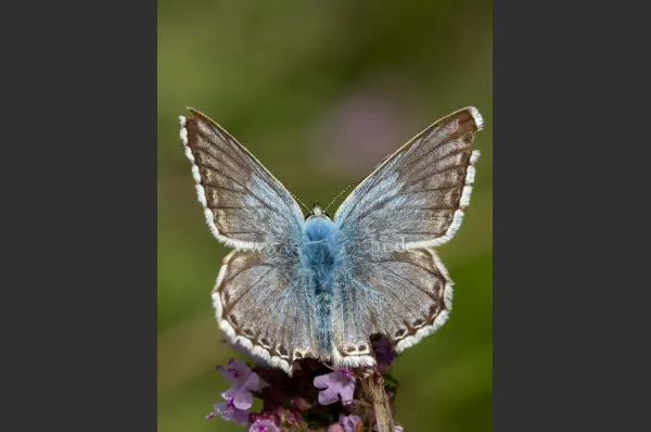 Fokus-Natur Bild