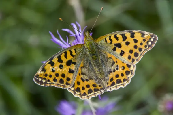 Fokus-Natur Bild