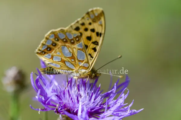 Fokus-Natur Bild