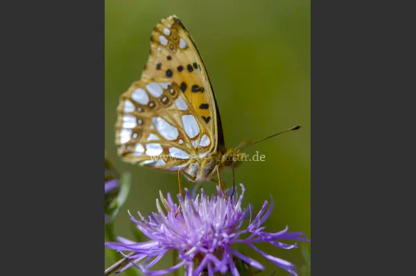 Fokus-Natur Bild