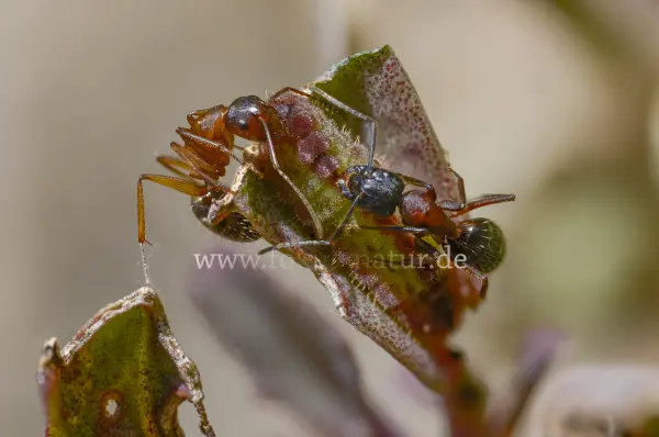 Fokus-Natur Bild