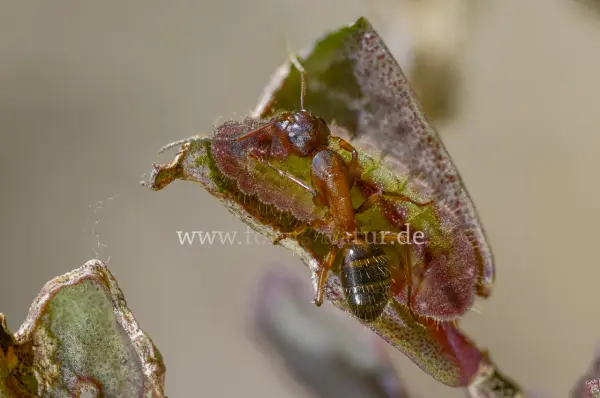 Fokus-Natur Bild