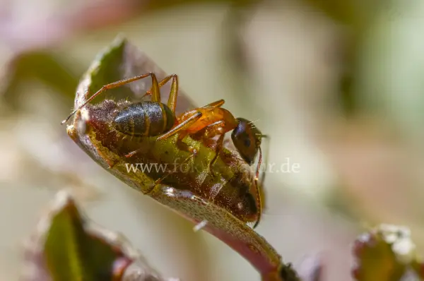 Fokus-Natur Bild