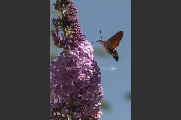 Fokus-Natur Bild