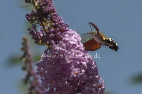 Fokus-Natur Bild