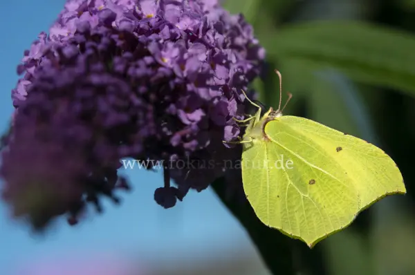 Fokus-Natur Bild