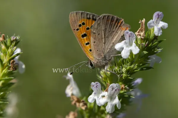 Fokus-Natur Bild