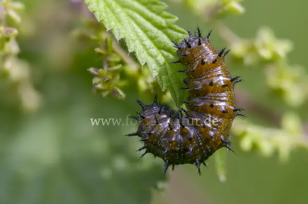 Fokus-Natur Bild