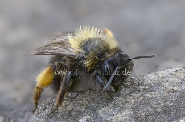 Fokus-Natur Bild