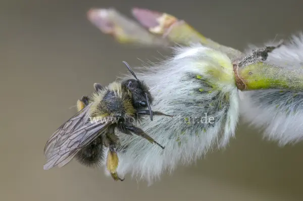 Fokus-Natur Bild