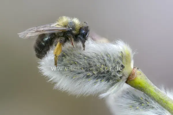 Fokus-Natur Bild