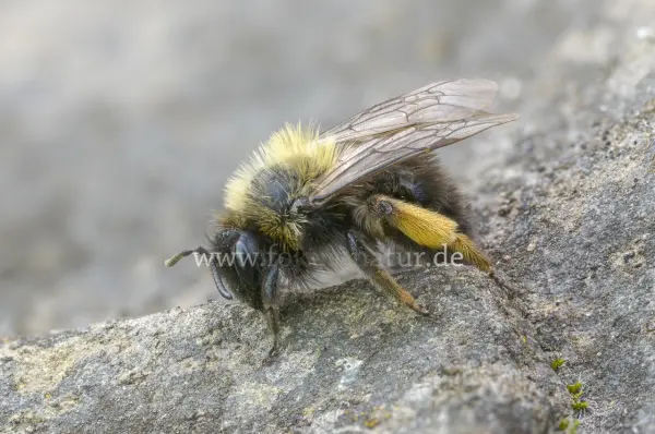Fokus-Natur Bild