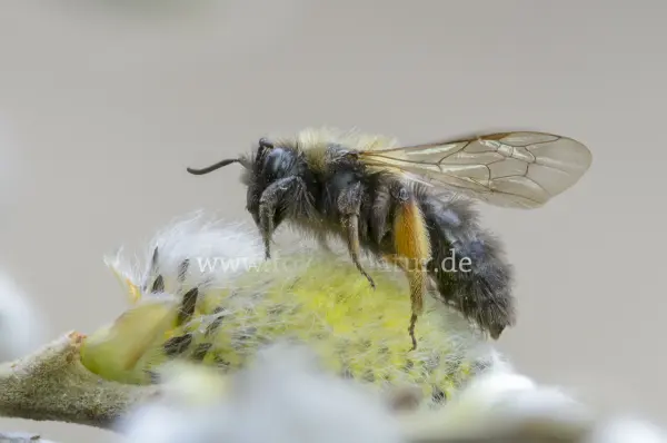Fokus-Natur Bild