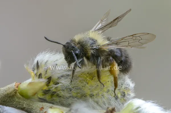 Fokus-Natur Bild