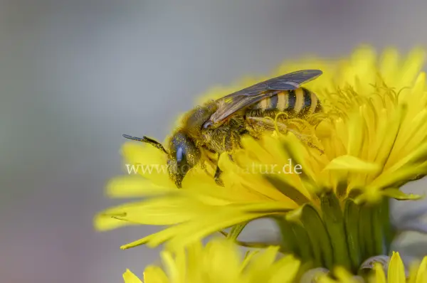 Fokus-Natur Bild