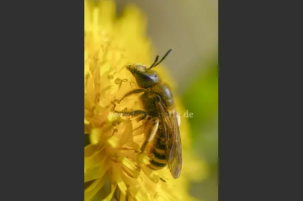 Fokus-Natur Bild