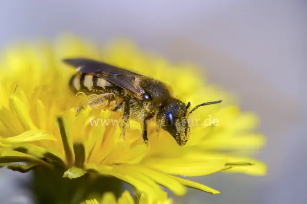 Fokus-Natur Bild