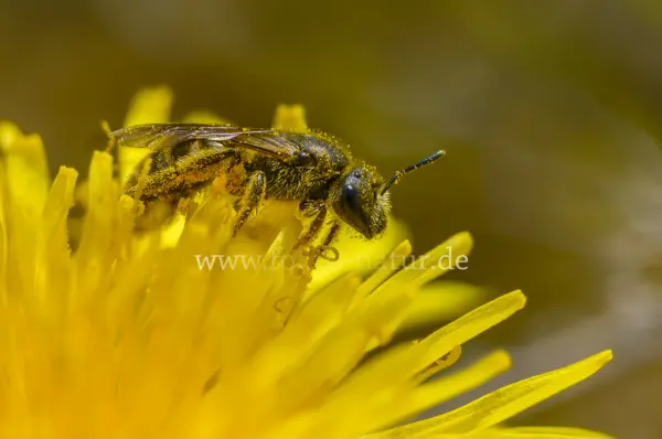 Fokus-Natur Bild