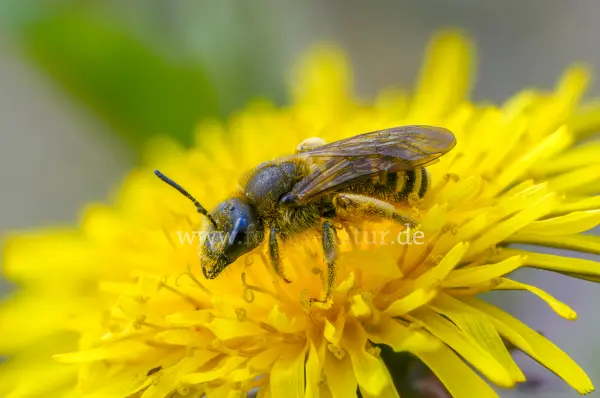 Fokus-Natur Bild