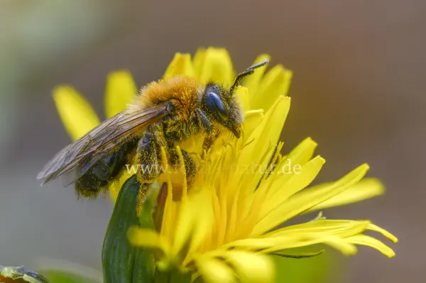 Fokus-Natur Bild