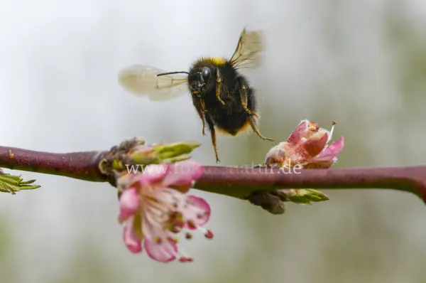 Fokus-Natur Bild