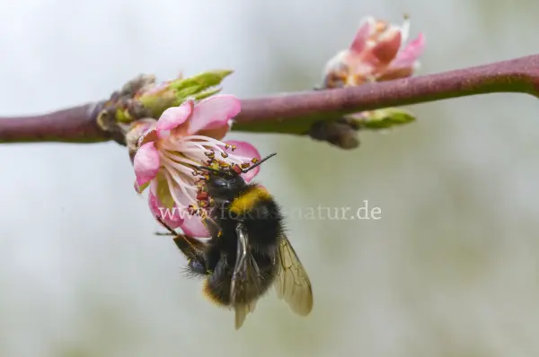 Fokus-Natur Bild