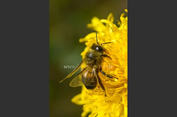 Fokus-Natur Bild