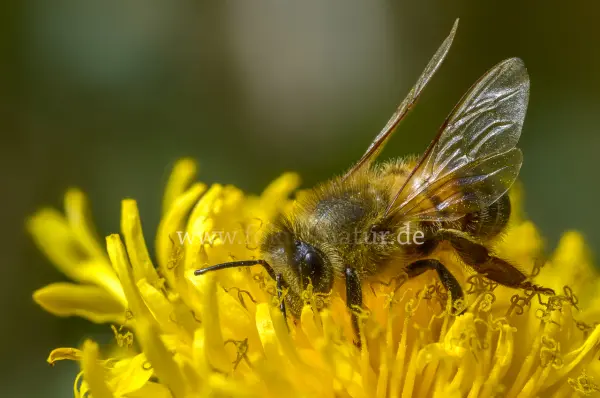 Fokus-Natur Bild