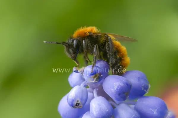 Fokus-Natur Bild