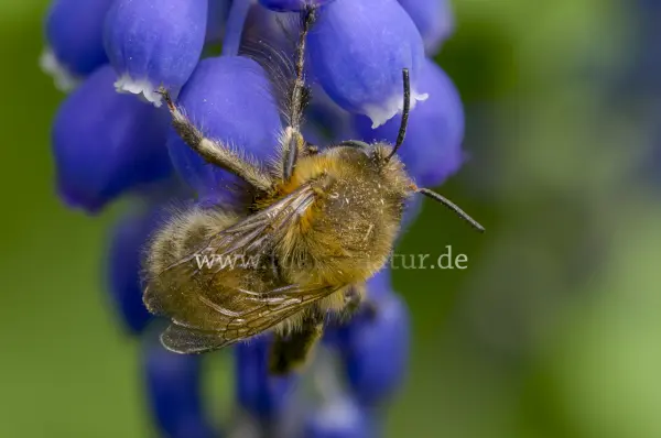 Fokus-Natur Bild
