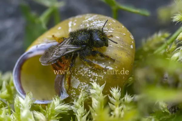 Fokus-Natur Bild