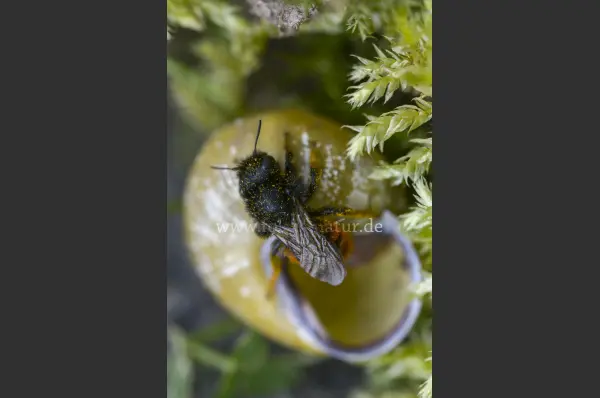 Fokus-Natur Bild