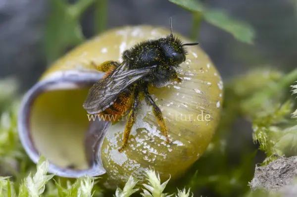 Fokus-Natur Bild