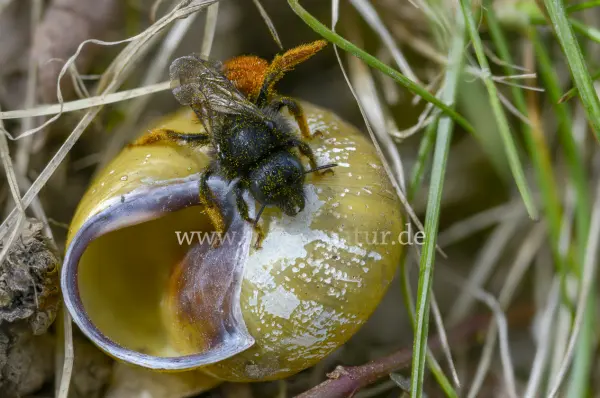 Fokus-Natur Bild