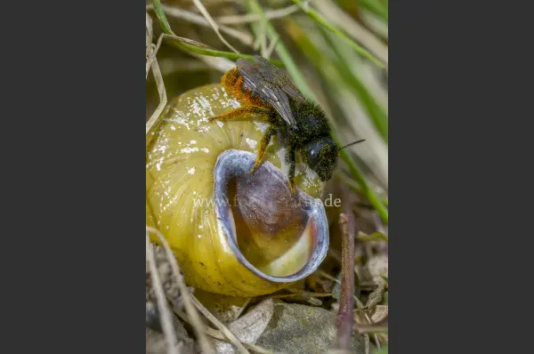 Fokus-Natur Bild
