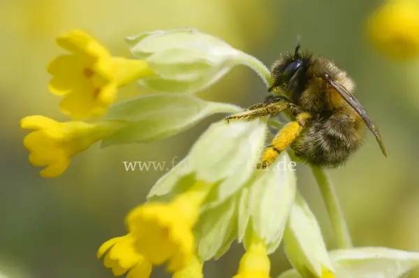 Fokus-Natur Bild