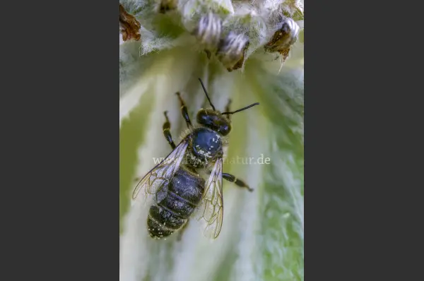 Fokus-Natur Bild