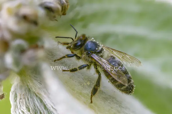 Fokus-Natur Bild