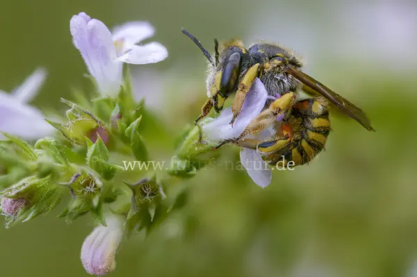 Fokus-Natur Bild